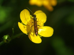 chrzaszcze_001