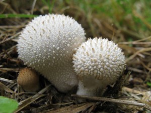grzybek
