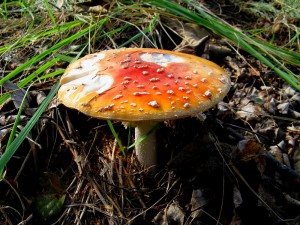 grzyby_001