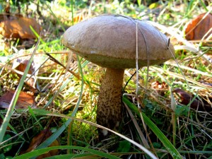 grzyby_003