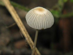 grzyby_006