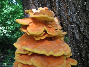 grzyby_008