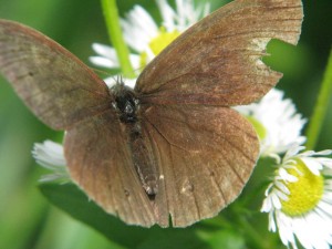 motyle_002