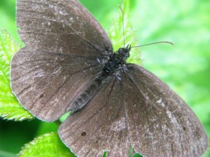 motyle_005