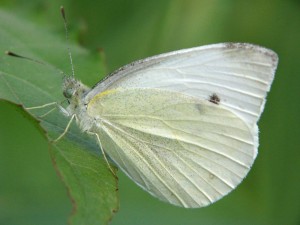 motyle_008