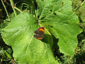 motyle_009