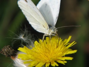 motyle_010