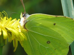 motyle_011