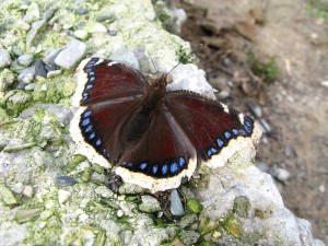 motyle_012