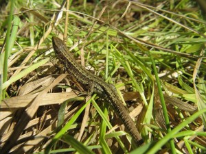 plazy_i_gady_001