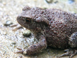 plazy_i_gady_002
