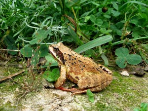 plazy_i_gady_003