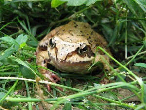 plazy_i_gady_004