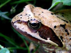 plazy_i_gady_005