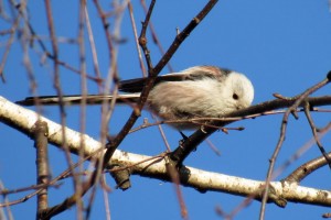 ptaki_0003