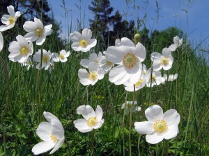 rosliny_01
