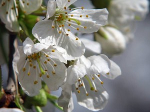 rosliny_09